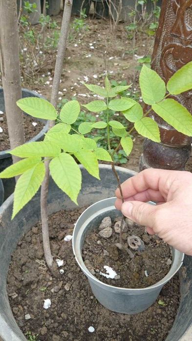 Черный Орех настоящий целитель