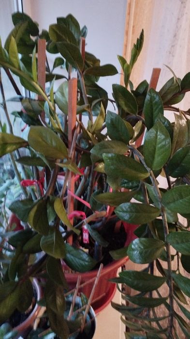 Продам комнатные цветы