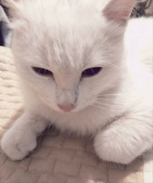 Передержка животных