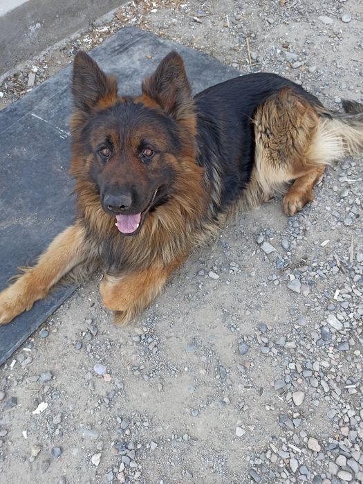 Немецкая овчарка кабель