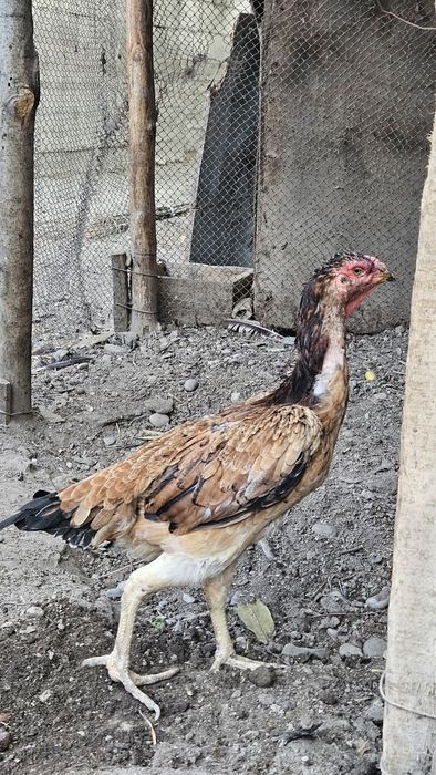 Dakanlar sotiladi