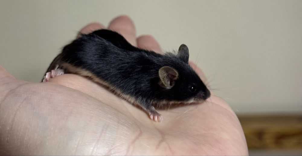 Декоративные мышки