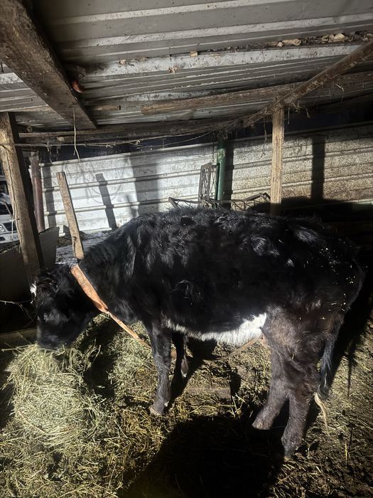 Продам бычка и телку