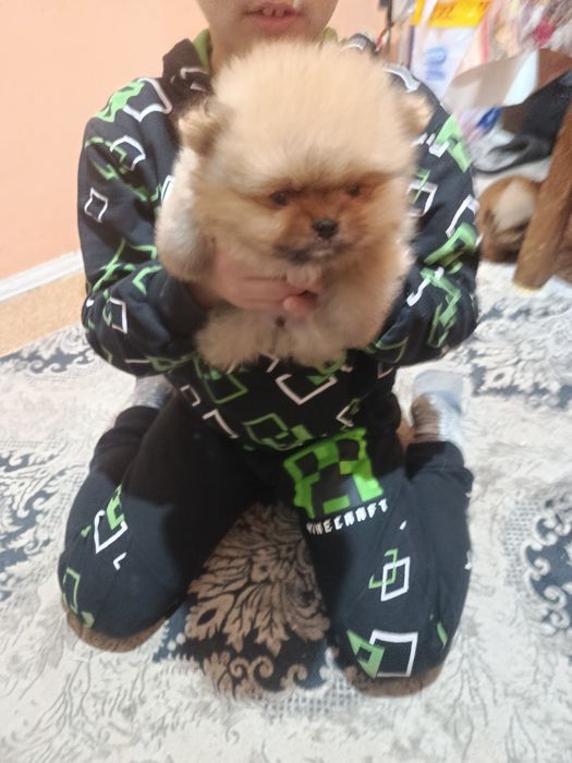 Померанкета.четери момчета