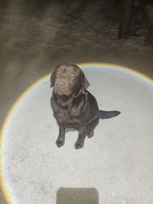 Продается Лабрадор девочка