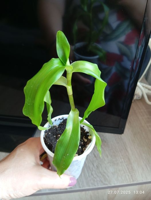 Продам отростки комнатных растений