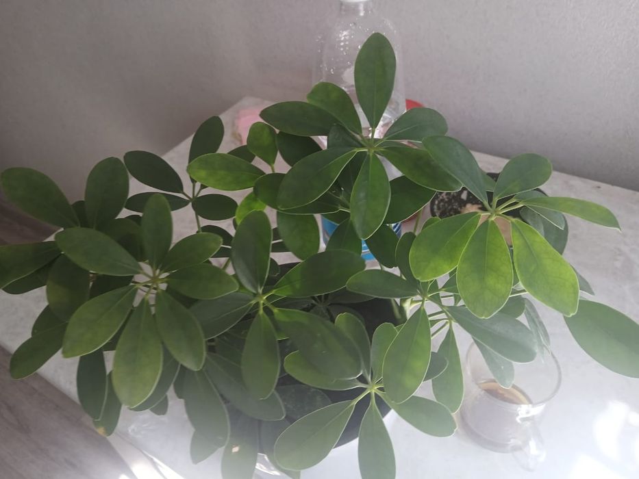 Продам цветы комнатные