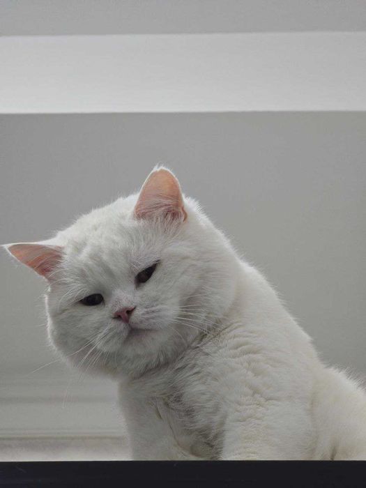 Британец YaYo ищет кошечку для вязки, очень заботливый и учтивый кот.