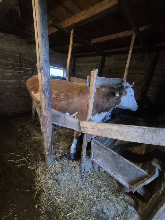 Vaca gestanta 3 luni