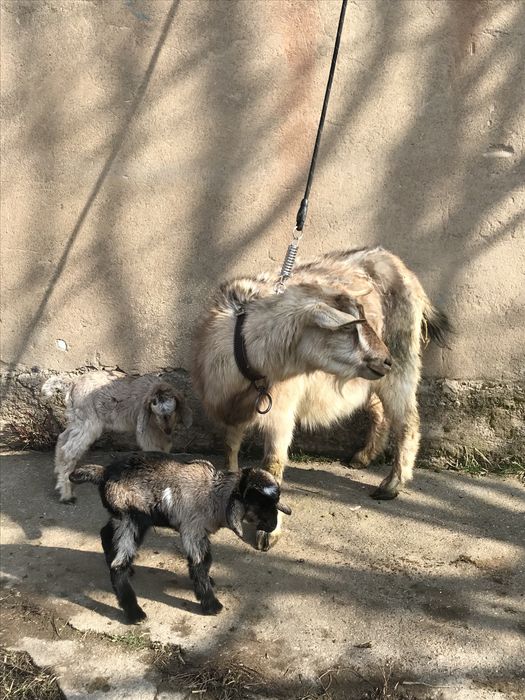 Альпи ешкі лақтарымен