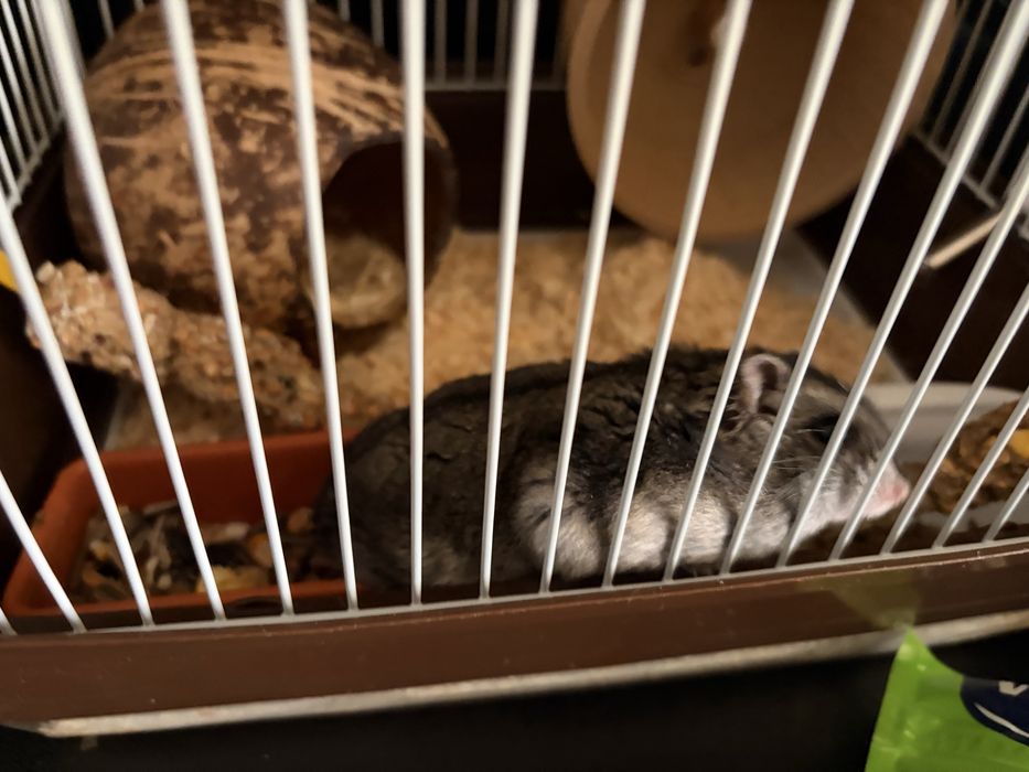 Cusca cu hamster