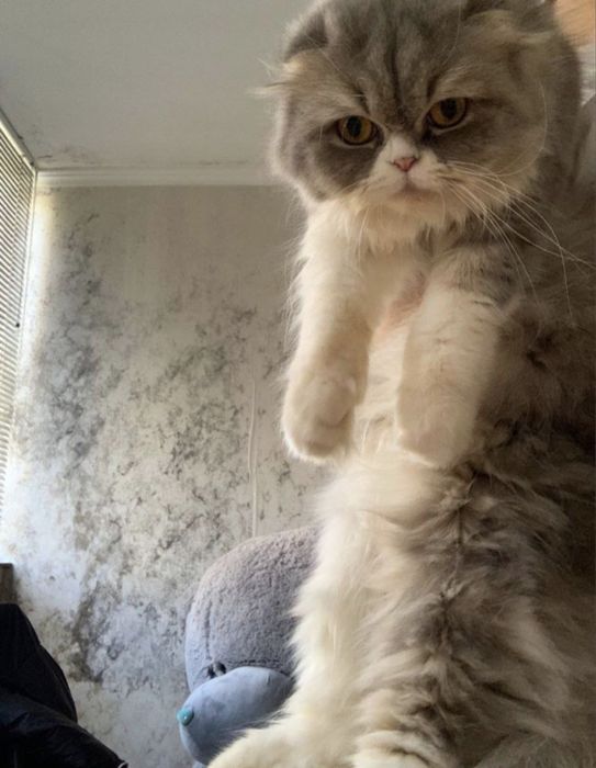 Mushu sotiladi skotish fild xeyland