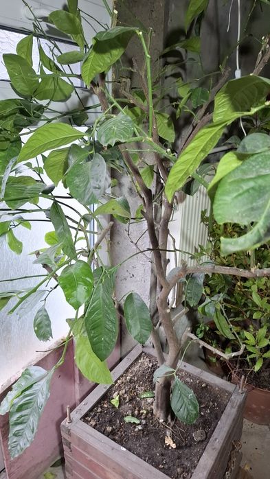 Lamai de vanzare si dafin