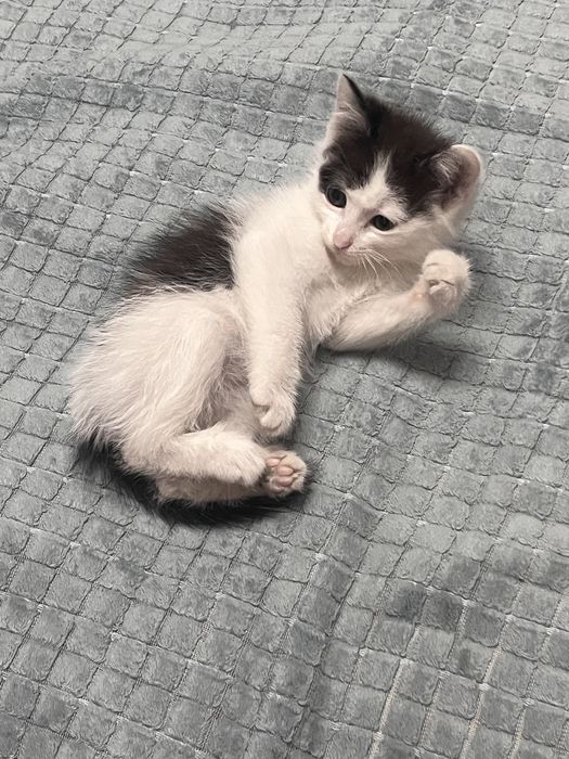 Отдам котят(девочки)