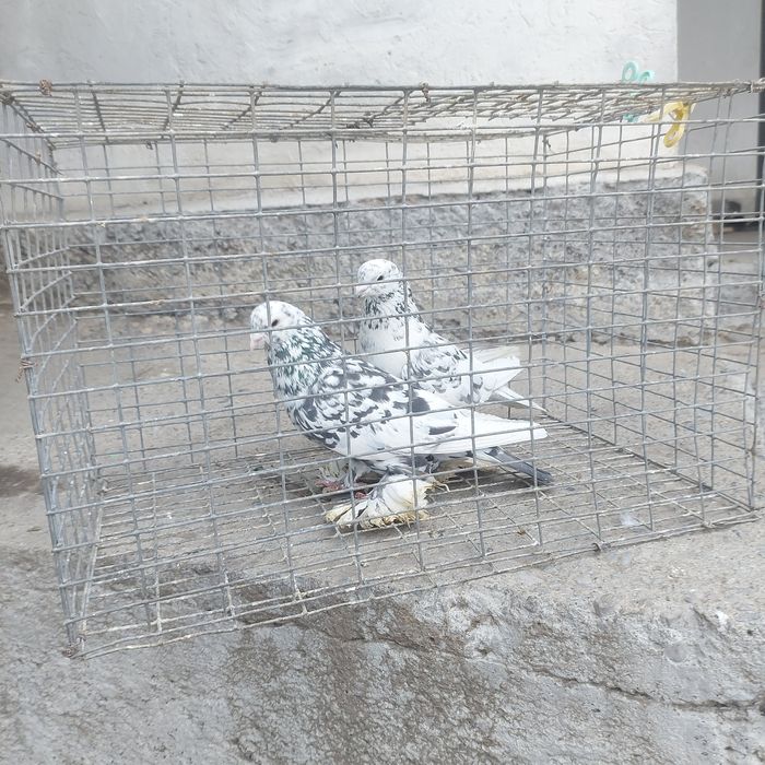 Челкар оба самец 1 гребля