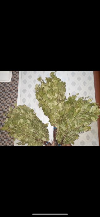 Веники березовые