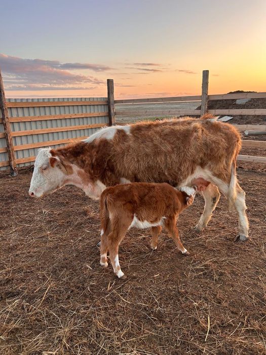 Туып тұрған екі сиыр сатылады