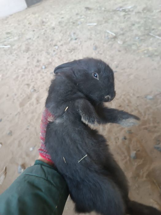 Қоян сатылады әр түрлі