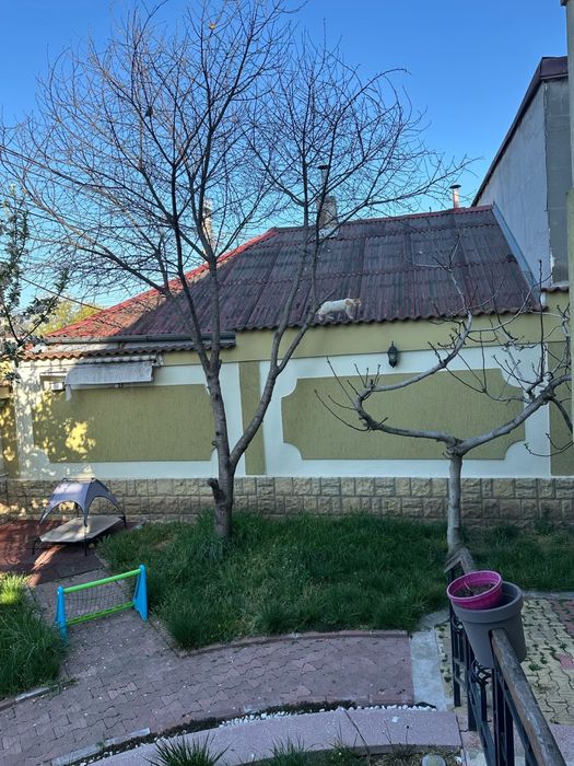 Toaletare copaci , gard viu , defrișare iarbă ..etc