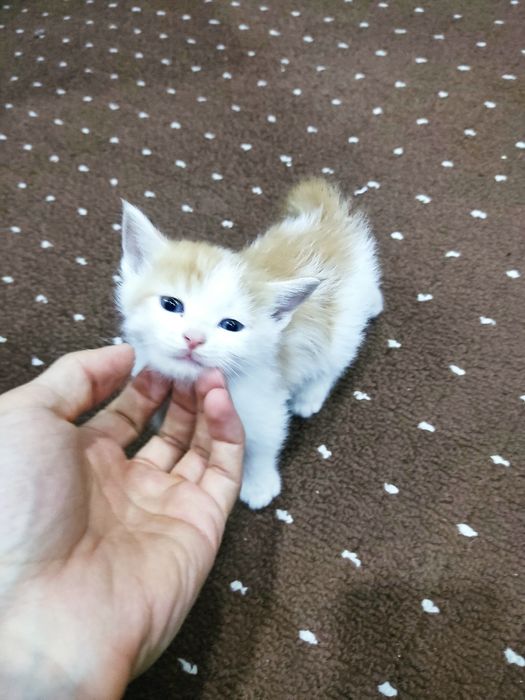 Отдам Котят даром в хорошие руки