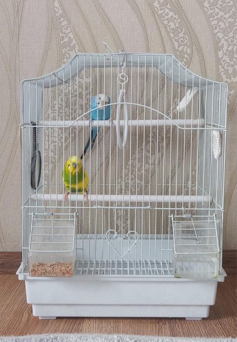 Продам попугаев, пара мальчик и девочка