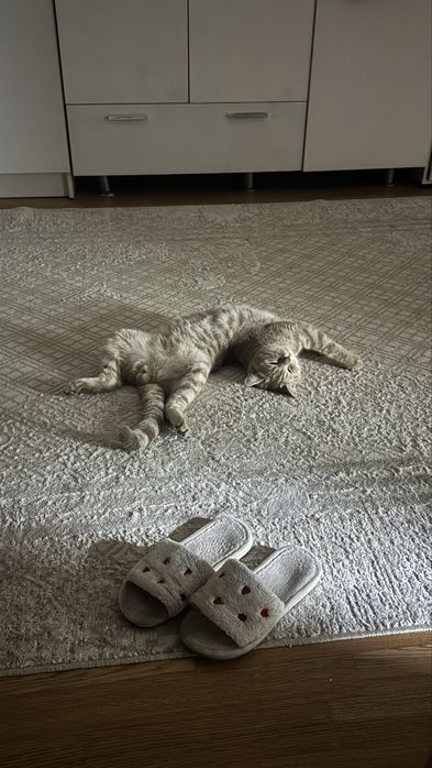 Отдаем кота в добрые руки