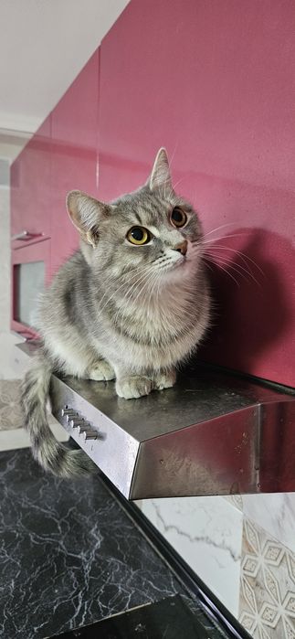 Отдам кошку в добрые руки