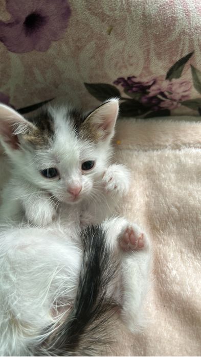 Отдалим в добрые котяи