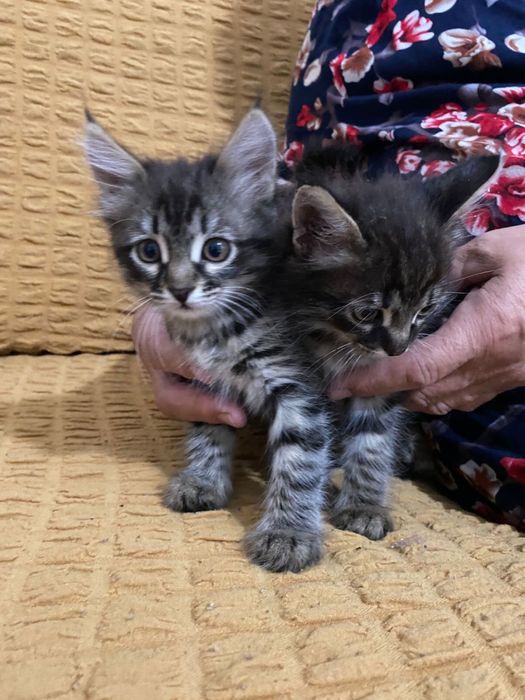 Отдам в добрые руки