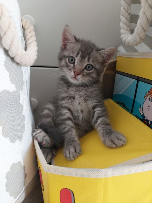 Отдам котёнка в добрые руки