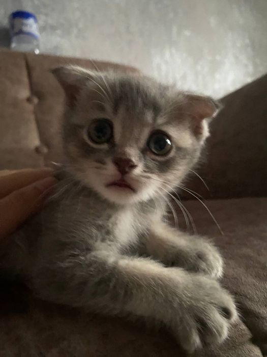 Котята полтора месяца