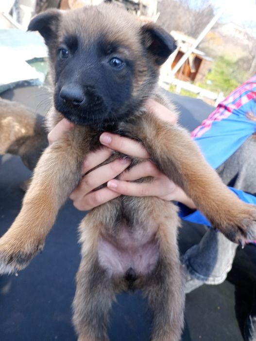 Белгийски овчарки