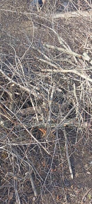 Ағаш отынға . Дрова