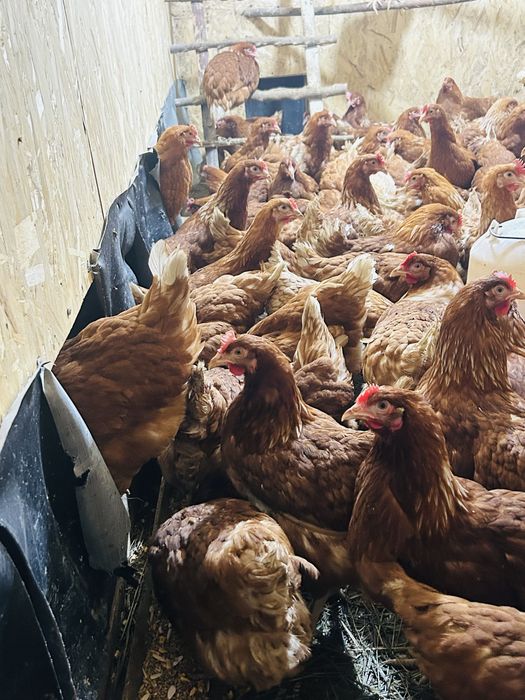 Куры Несушки Ломан Браун