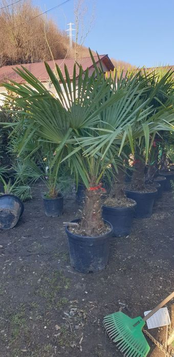 Palmierii rezistenți la îngheț toate dimensiunile