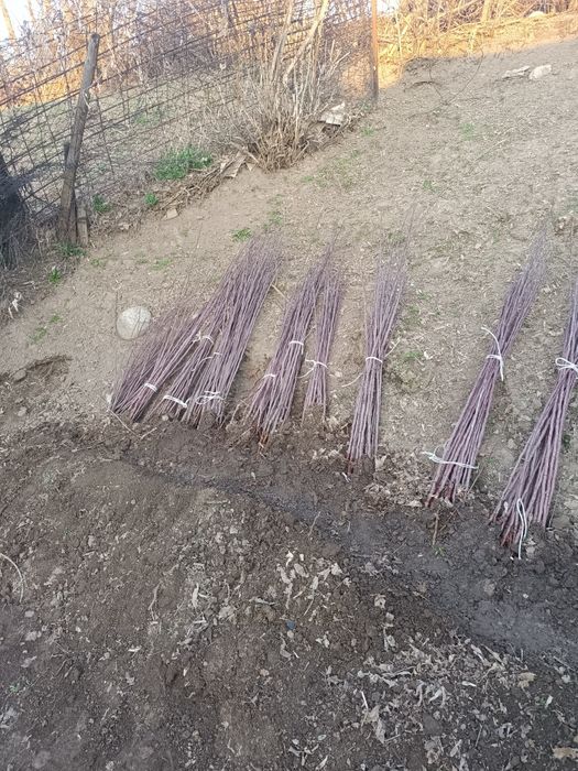 Саженцы золотой краснобокий стекляшка