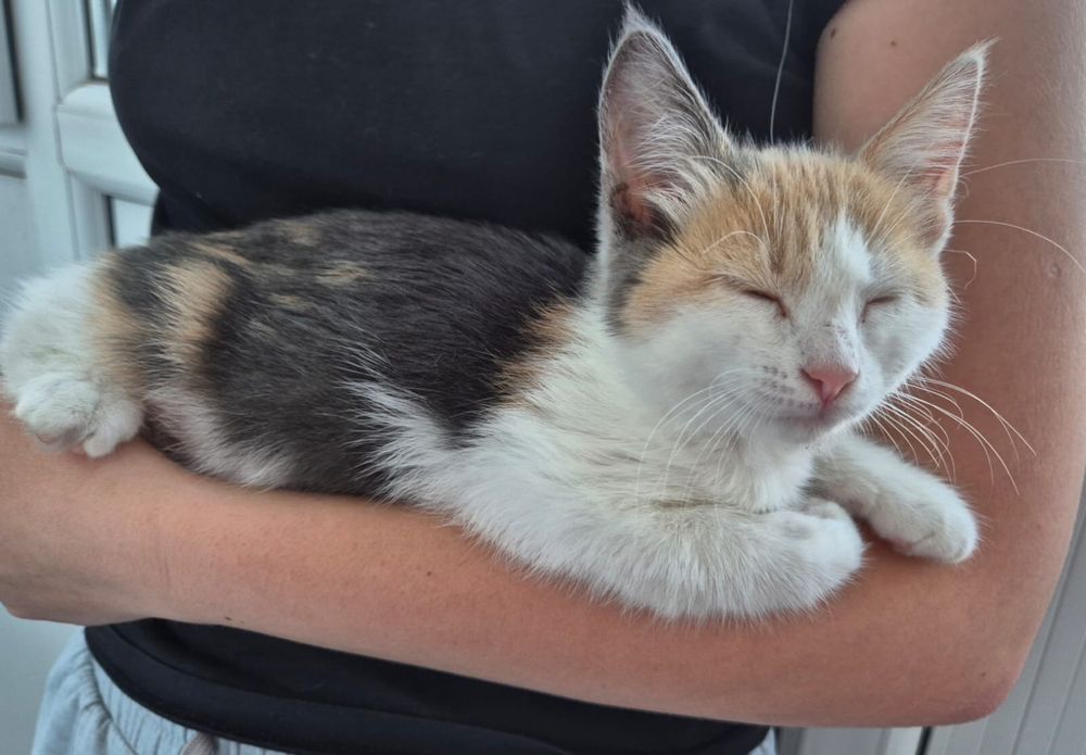 Котенок в добрые руки