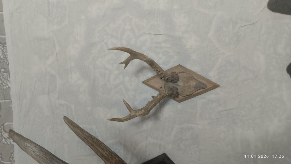 Кийик Шохи оригинал нархи 999999 сум