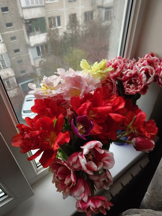 Продам тюльпаны 200 шт