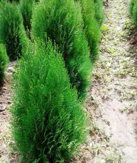 Манзарали дарахт кўчатлари