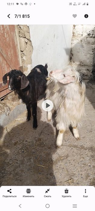 Срочно продается молодые козлы