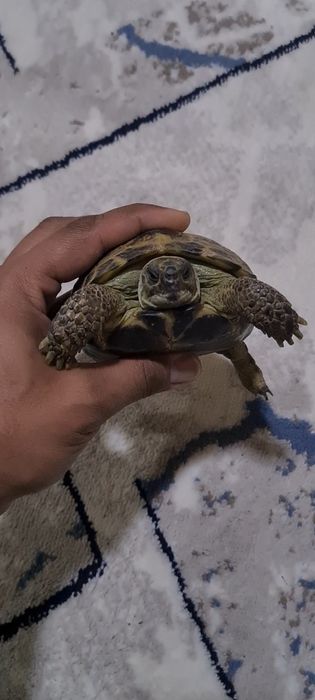 Продаётся две  большие черепаха цена за двоих 160 000 сум