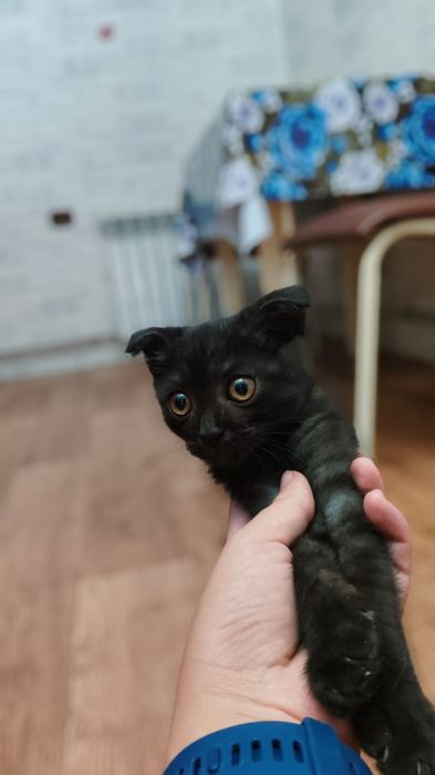 Шотландские котики 3 месяц