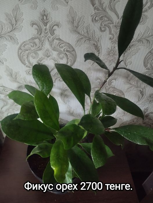 Комнатные растения