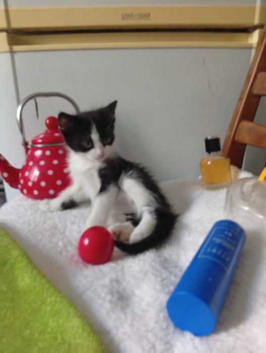 Продам гладкошерстных котят