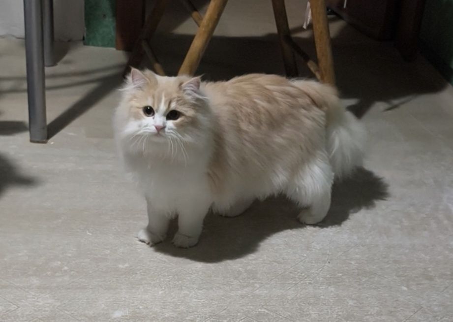 9-месечна женска Ragdoll mix котка