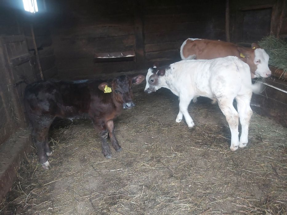 Vand vitei belga și baltati