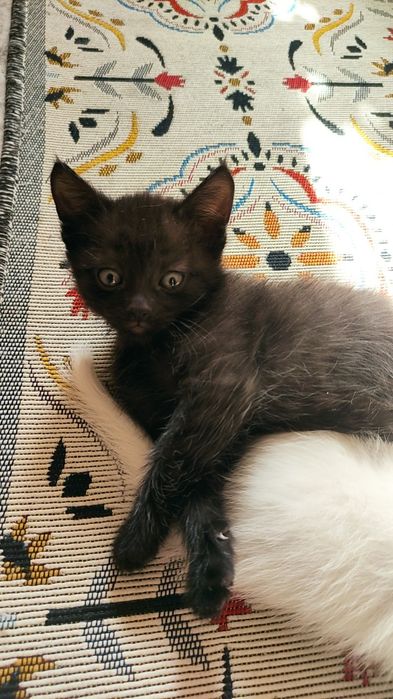 Котят в добрые руки