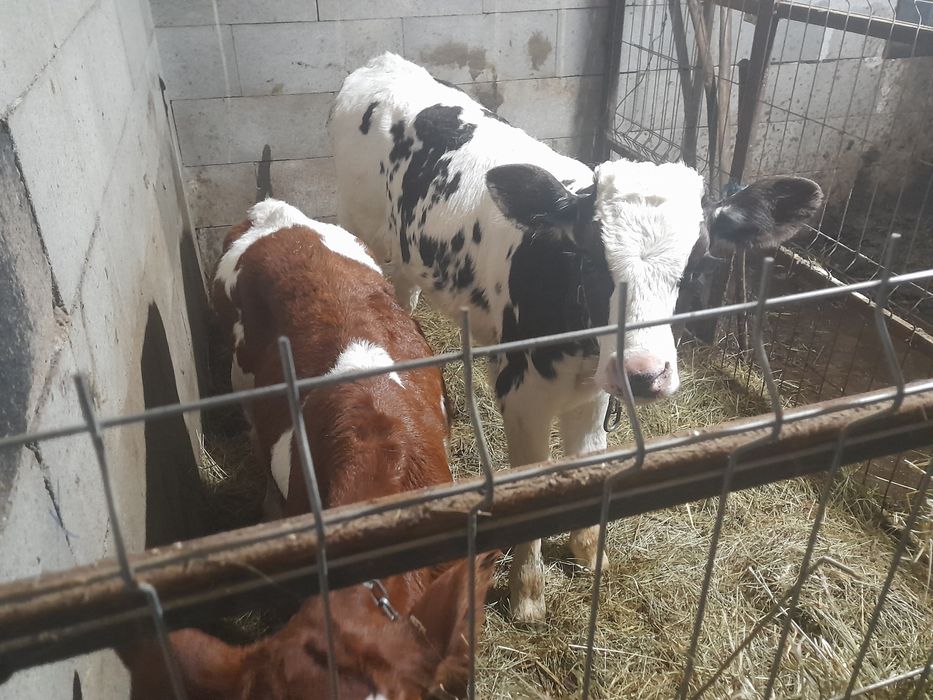 taurași de vânzare