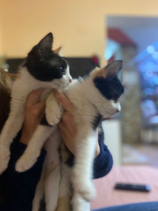 Donez 2 pisicute aprox. 4 luni